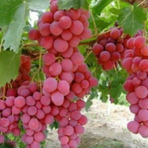 grapes (red globe) rs.280 1kg